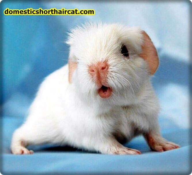 White-Guinea-Pigs White Guinea Pig - Black and Brown Crested Guinea Pigs  