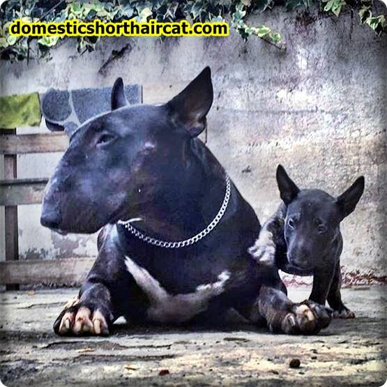 black-bull-terrier-4 How to Care and Feed an American Cat?  