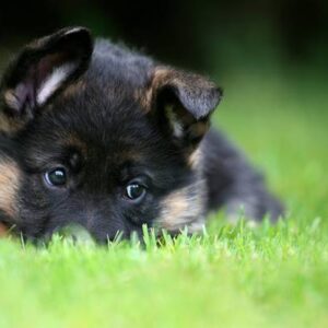 german-shepherd-puppies-2-300x300 0 German Shepherd Puppies For Sale 
