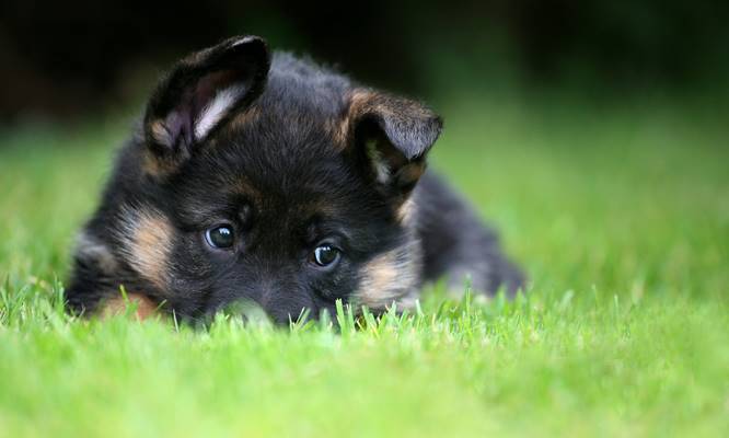 german-shepherd-puppies-2 Black and Tan Coonhound Beagle Mix  