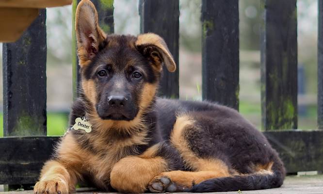 german-shepherd-puppies-4 $500 German Shepherd Puppies  