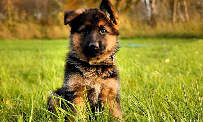 german-shepherd-puppies-5 $500 German Shepherd Puppies  