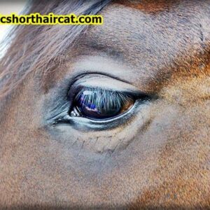 horses-eyebrows-1-300x300 Animals With Eyebrows - Top 5 