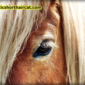 horses-eyebrows-2-300x300 Animals With Eyebrows - Top 5 