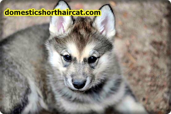 tamaskan-puppies-9 Tamaskan Puppies For Sale - Tamaskan Dogs - Colorado, Texas, USA  