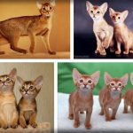 Abyssinian-Tabby-Mix-kittens-150x150 Siamese Tabby Mix Adoption  