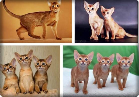 Abyssinian Tabby Mix kittens