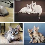 Bengal-Siamese-Mix-kittens-150x150 Siamese Blue Russian Mix Kitten  