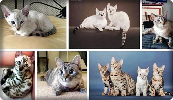 Bengal Siamese Mix kittens