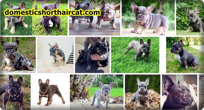 Blue-And-Tan-French-Bulldog-1 Platinum French Bulldog and Puppy Price For Sale  