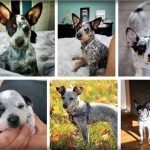 Blue-Heeler-Mixed-With-Chihuahua-2-150x150 Chihuahua Basenji Mix Puppies For Sale  