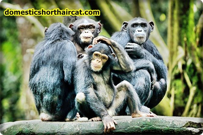 Chimpanzees Animals With Bad Memory  