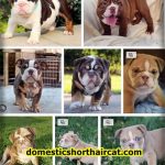 English-Bulldog-Chocolate-2-150x150 Black and White American Pit Bull Terrier and Puppy 