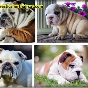 Fluffy-English-Bulldog-2-300x300 Fluffy English Bulldog and Puppy 