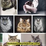 Maine-Coon-Persian-1-150x150 British Shorthair Kittens For Sale - Gold, Lilac and Cream Tabby  