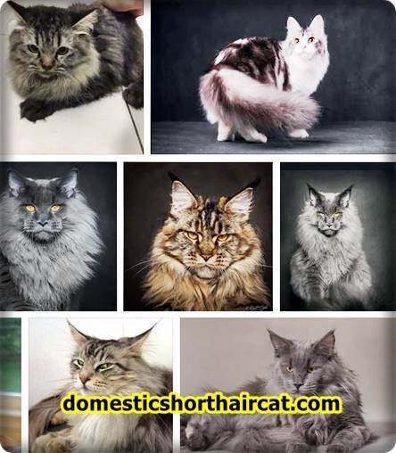 Maine Coon Persian