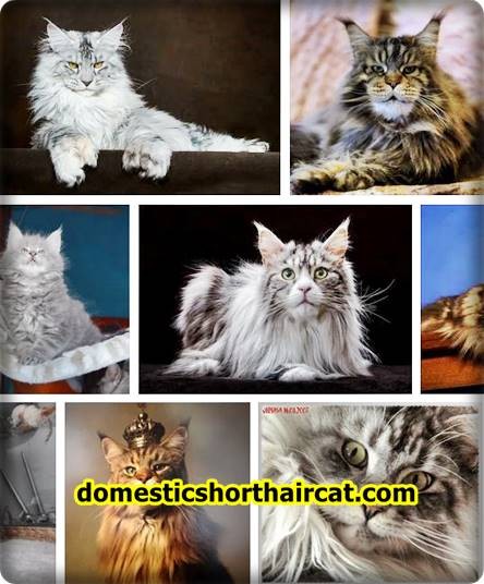 Maine-Coon-Persian-2 Maine Coon Persian Mix Kittens and Personality  