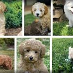 Malamute-Poodle-Mix-puppies-150x150 F1bb Labradoodle Full Grown  