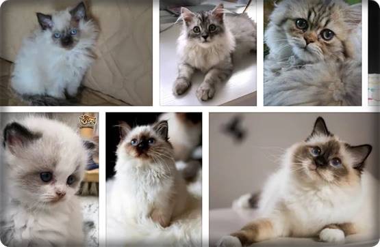 Persian-Ragdoll-Mix-kittens Persian Ragdoll Mix Kittens For Sale 2022 Price  