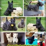 Scottish-Terrier-Precio-1-150x150 Yorkie Mix With Husky and Puppy Price - For Sale *2022 