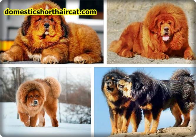 Shaved-Tibetan-Mastiff-2 Shaved Tibetan Mastiff  