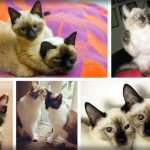 Siamese-Calico-Mix-kitten-150x150 Siamese Tabby Mix Adoption  