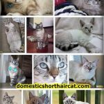 Siamese-Tabby-Mix-1-150x150 Ragdoll Cats For Sale Near Me and Price - This Breed For Adoption  