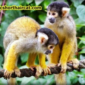 Squirrel-monkeys-300x300 Animals With Bad Memory  