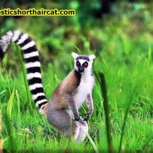 african-ring-tailed-lemur-300x300 Animals With Long Tails  