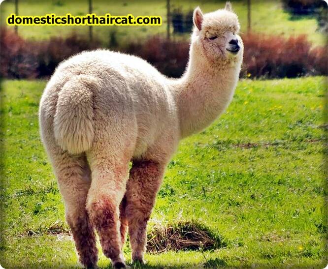 alpacas Long Neck Animals - What Animals Have a Long Neck?  