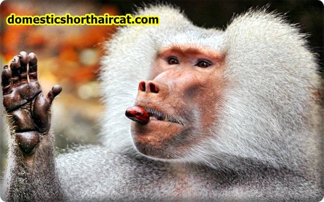 baboon Animals With Bad Memory  
