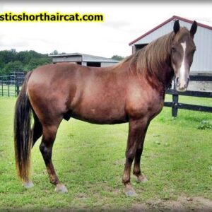 craigslist-horses-for-sale-5-300x300 Craigslist Horses for Sale - How to Find the Best Deals ?  