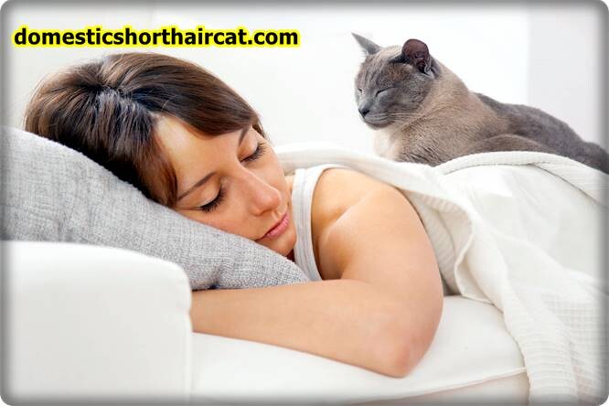 Do Cats Protect You While You Sleep 1