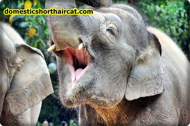 elephants-teeth Animals With Human Teeth  