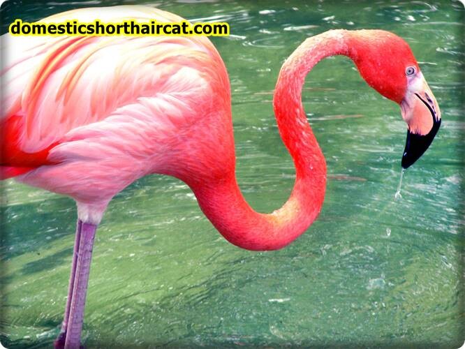 flamingos Long Neck Animals - What Animals Have a Long Neck?  