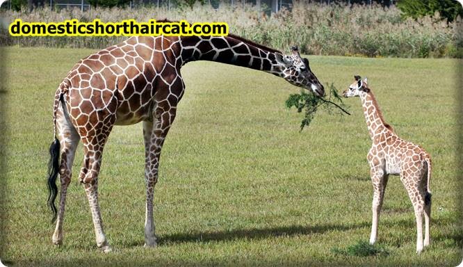 giraffe Animals With Long Tails  