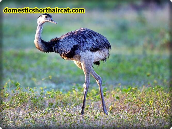 great-rhea Long Neck Animals - What Animals Have a Long Neck?  