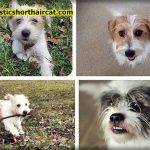 jack-russell-maltese-mix-1-150x150 Basenji Jack Russell Mix Puppies For Sale  