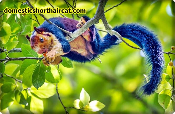 malabar-giant-squirrel Animals With Long Tails  