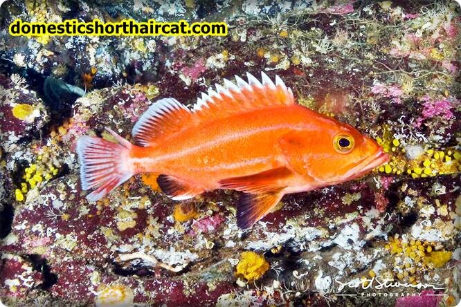 rockfish Fish With Big Eyes 