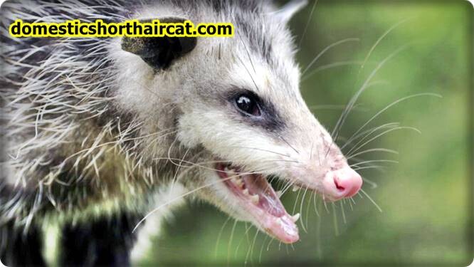 skunks-teeth Animals With Human Teeth  