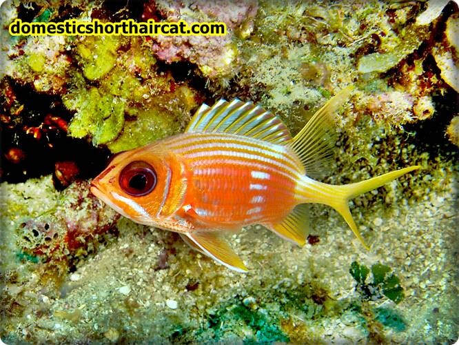 squirrelfish Fish With Big Eyes  