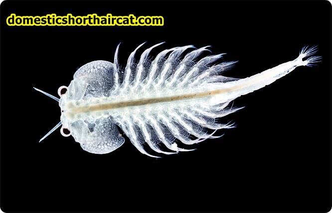 what-are-sea-monkeys-3 Animals With Long Tails 