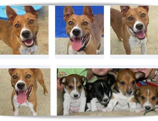 Basenji-Jack-Russell-Mix Basenji Jack Russell Mix Puppies For Sale  