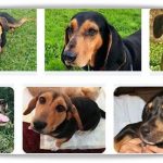 black-and-tan-coonhound-beagle-mix-150x150 Blue And Tan French Bulldog  