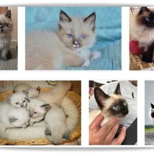siamese-himalayan-mix-300x300 Siamese Himalayan Mix Kittens For Sale  
